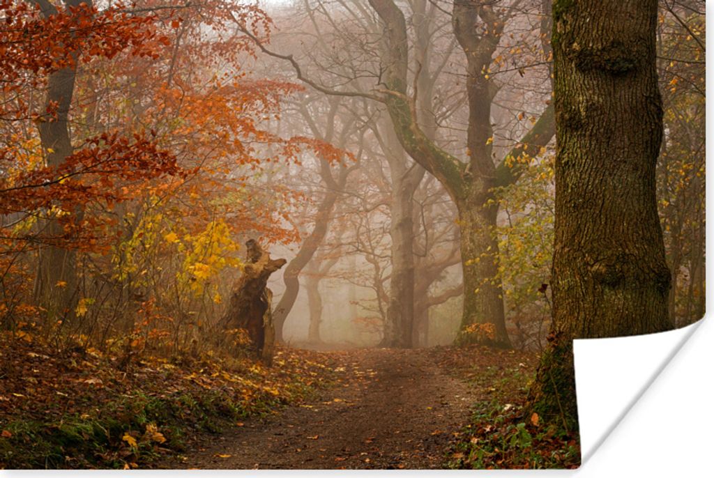 MuchoWow Poster Herbst - Wald - Laub - Waldweg - Bäume 180x120 cm - Fotoplakat