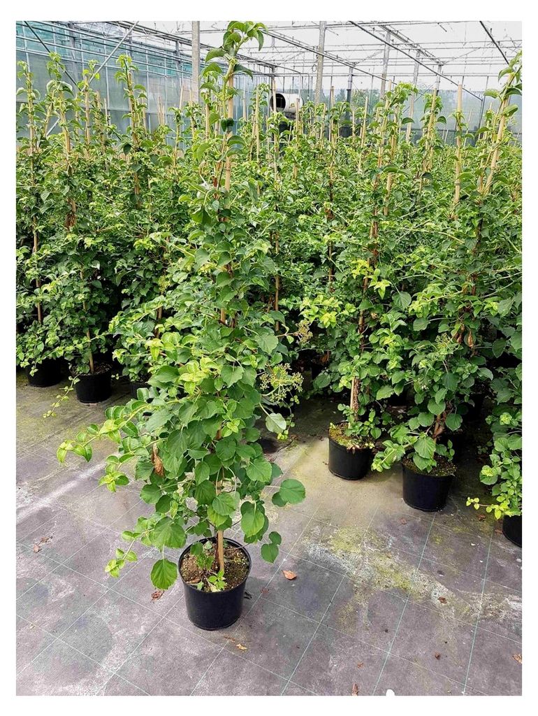 Kletter-Hortensie, Höhe: 150-160 cm, Hydrangea petiolaris, Dünger