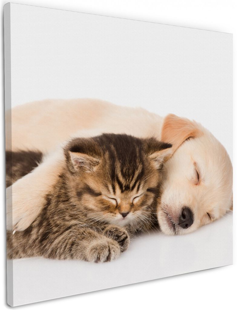 Wallario Premium Leinwandbild Katze und Hund in Harmonie - Kuschelnde Tiere in Größe 50 x 50 cm