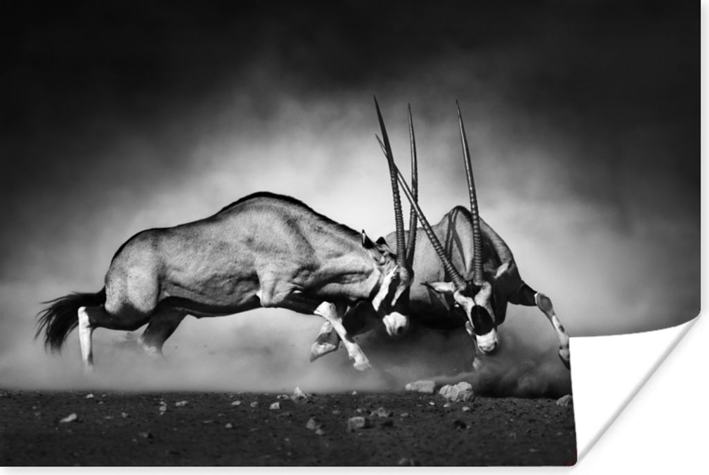 MuchoWow Poster Antilope - Schwarz und weiß - Porträt - Wildtiere - Tiere 180x120 cm - Fotoplakat