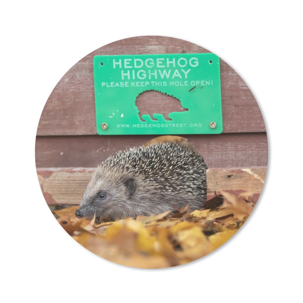 MuchoWow Mauspad Mousepad Igel - Autobahn - Grün 50x50 cm - Mousepads - Maus Mat - Pad - Mausunterlage - Vinyl