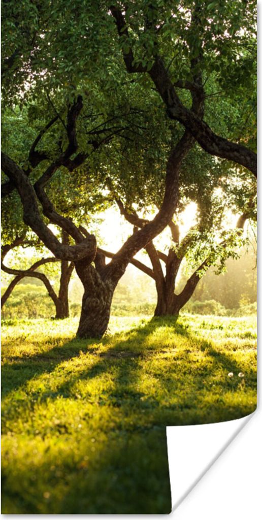 MuchoWow Poster Bäume - Natur - Sonne 40x80 cm - Dekoration