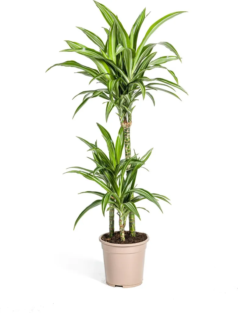 Dracaena White Stripe 90-110 cm : la plante idéale pour débutant pressé