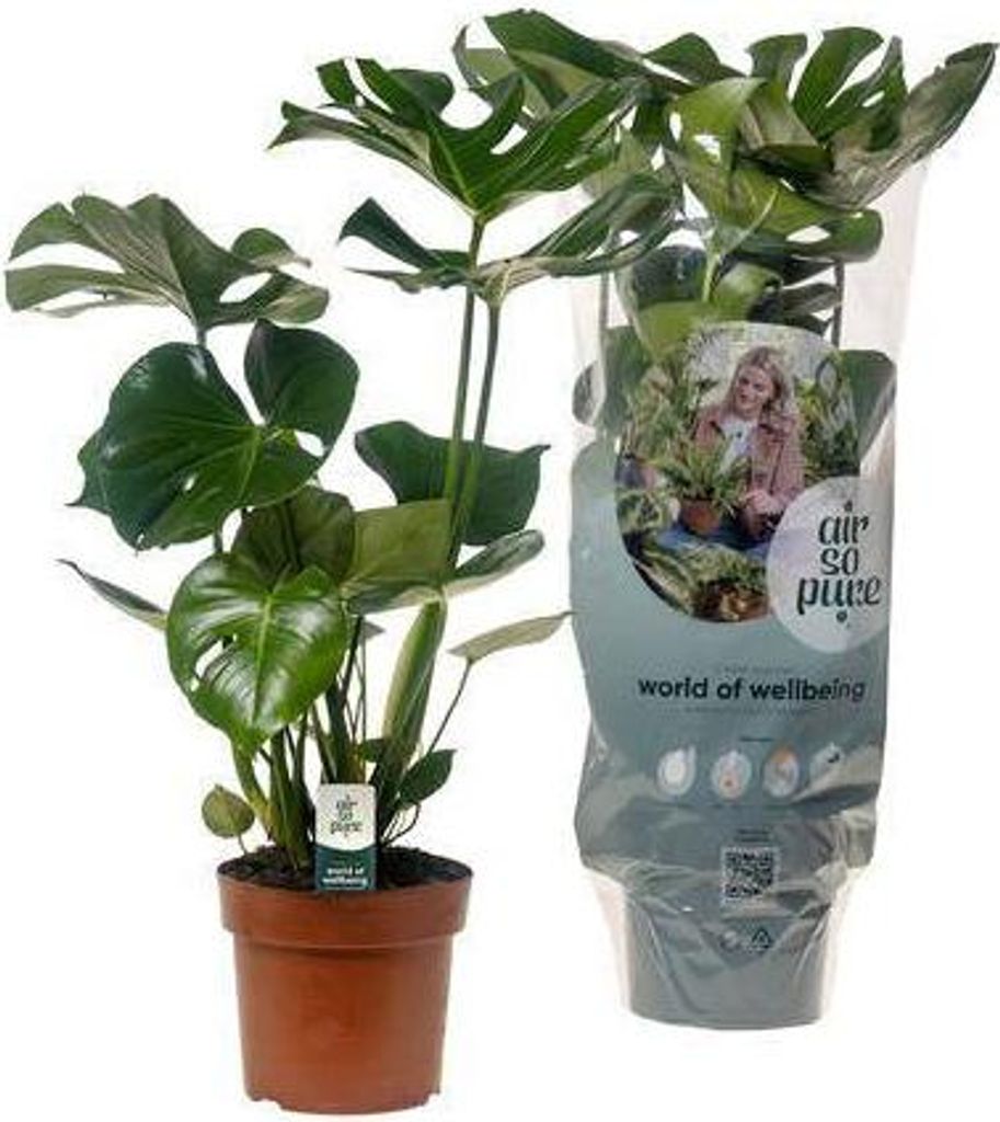 Monstera Deliciosa Fensterblatt Ø17cm 55cm Zimmerpflanze Pflegeleicht