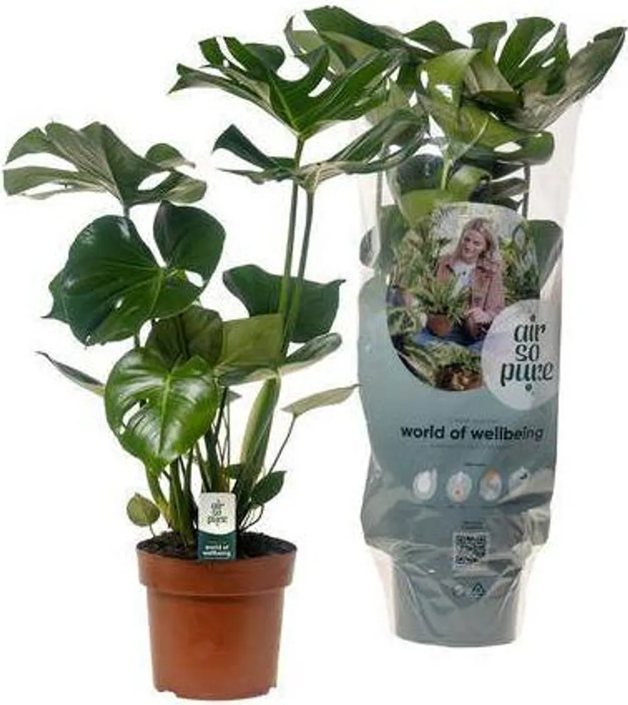 Monstera Deliciosa plante de salon pour déco de maison 55cm