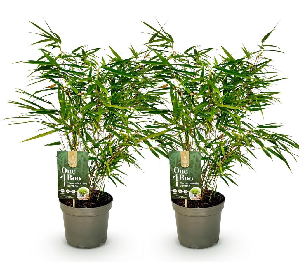 Green boutiQ - Bamboe - Fargesia rufa - Groen - 2 Planten - Image du produit 
