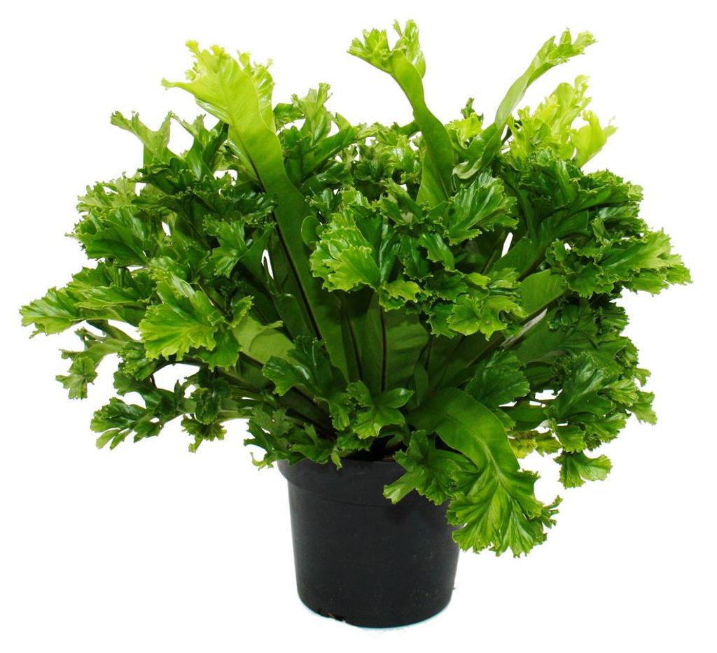 Asplenium antiquum Leslie – wyjątkowe odmiany paproci do Zdjęcie produktu 