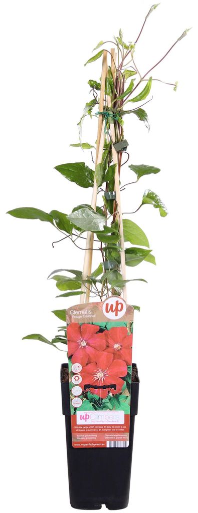 Clematis Hagley Hybrid - Clematis Rood - Ø15cm - ↕65cm Image du produit 