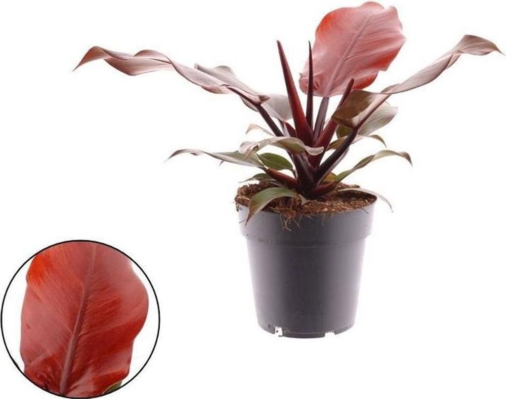 Philodendron Sunlight – Tropische Zimmerpflanze mit Produktbild 