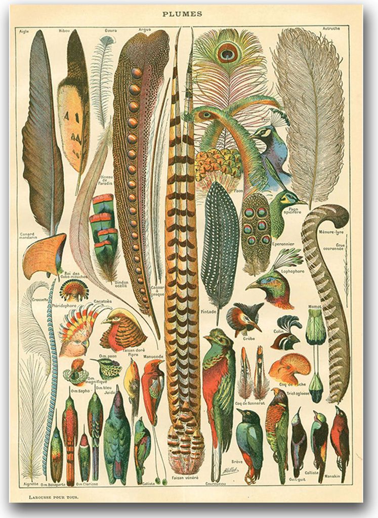 Poster - Canvas - Leinwand - 59,4 cm x 84,1 cm - Fotoposter - Leinwandkunst - Feder brüstet Adolphe Millot