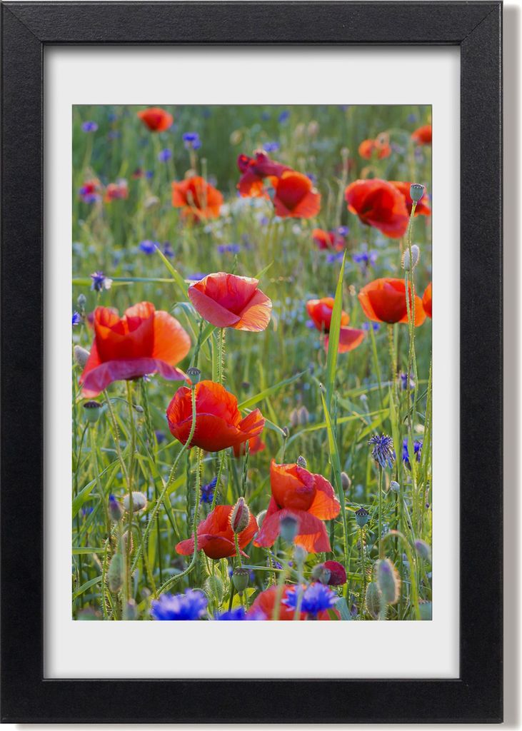Bild 20x30 MDF-Rahmen, Wandkunst Feldmohnblumen