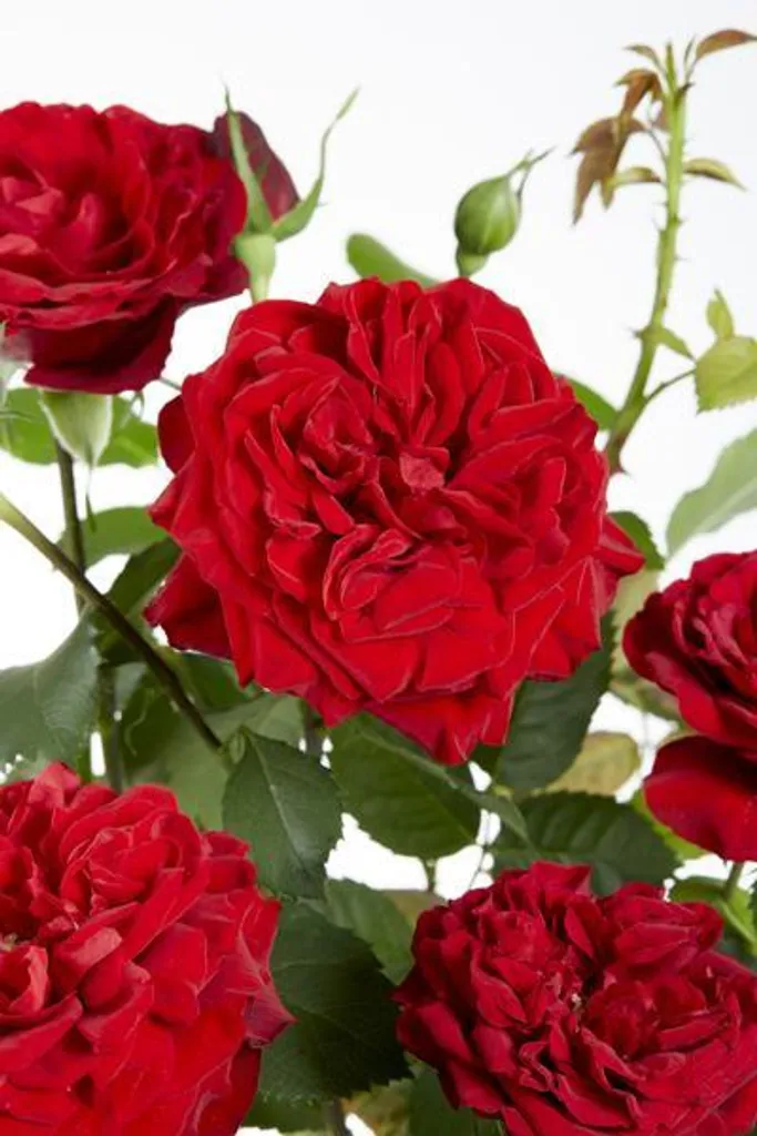 Plante Grimpante pour Pergola Rose Crazy in Love Rouge Lot de 3pcs