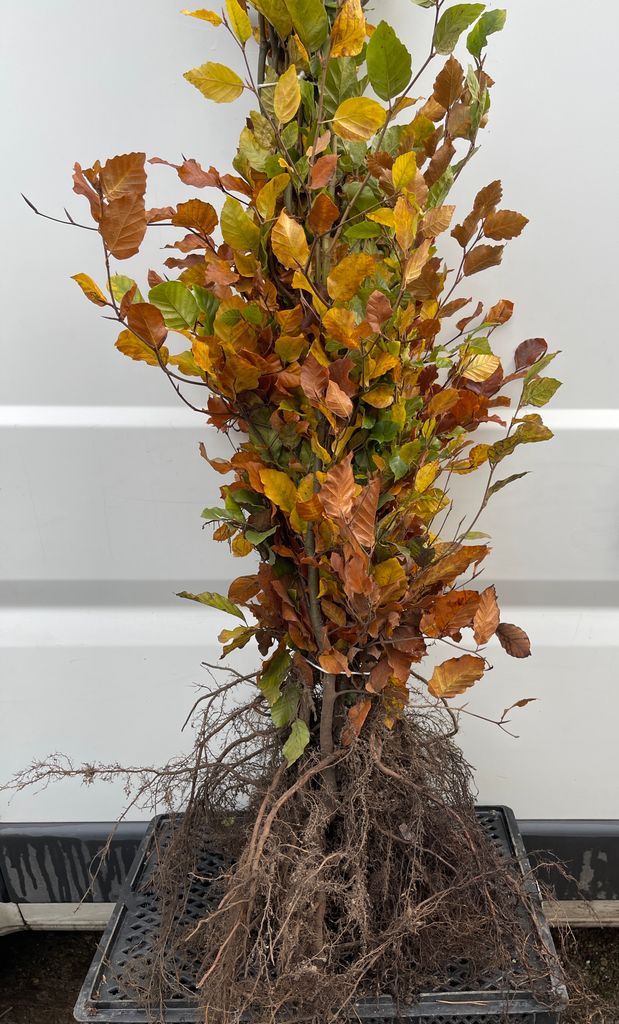 10 x Fagus sylvatica - Grünbuche 60- 80 cm - Wurzelnackt