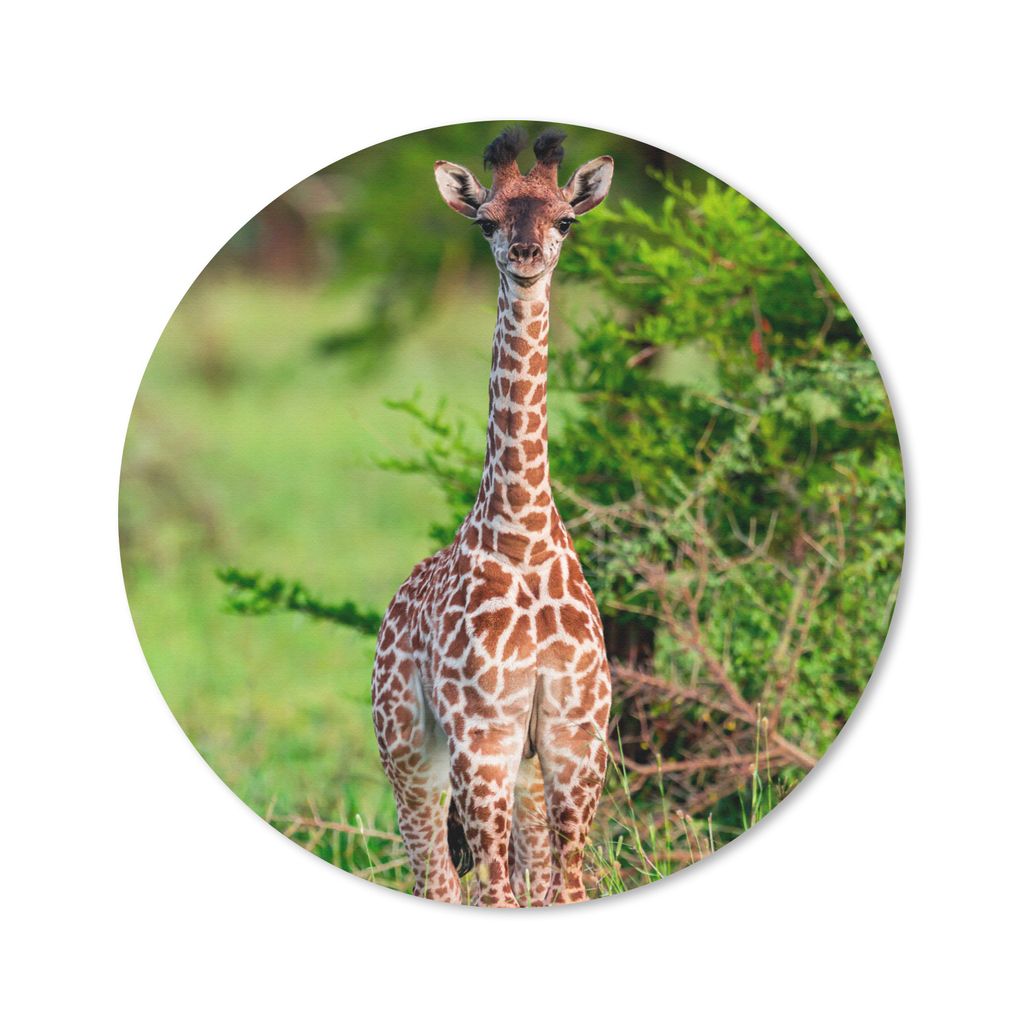 MuchoWow Mauspad Mousepad Baby - Giraffe - Pflanzen 50x50 cm - Mousepads - Maus Mat - Pad - Mausunterlage - Vinyl