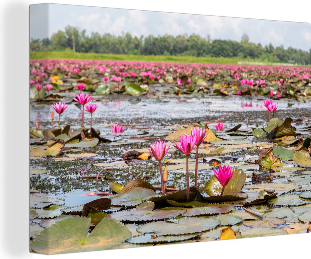 OneMillionCanvasses - Leinwandbilder - 140x90 cm, Rosa Seerosen in einem Teich, Wandbilder Kunstdruck Wanddekoration