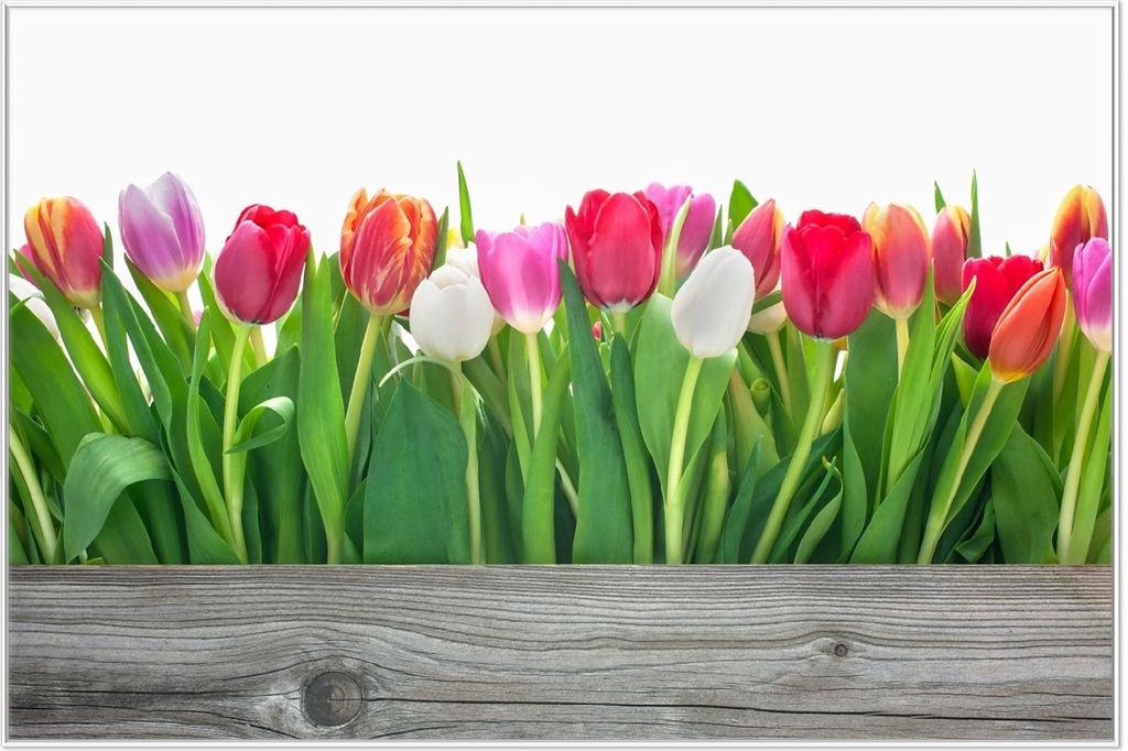 Wallario Wandbild Rote weiße und pinke Tulpen im Frühling, Größe: 61 x 91,50 cm, Poster mit weißem Aluminiumrahmen