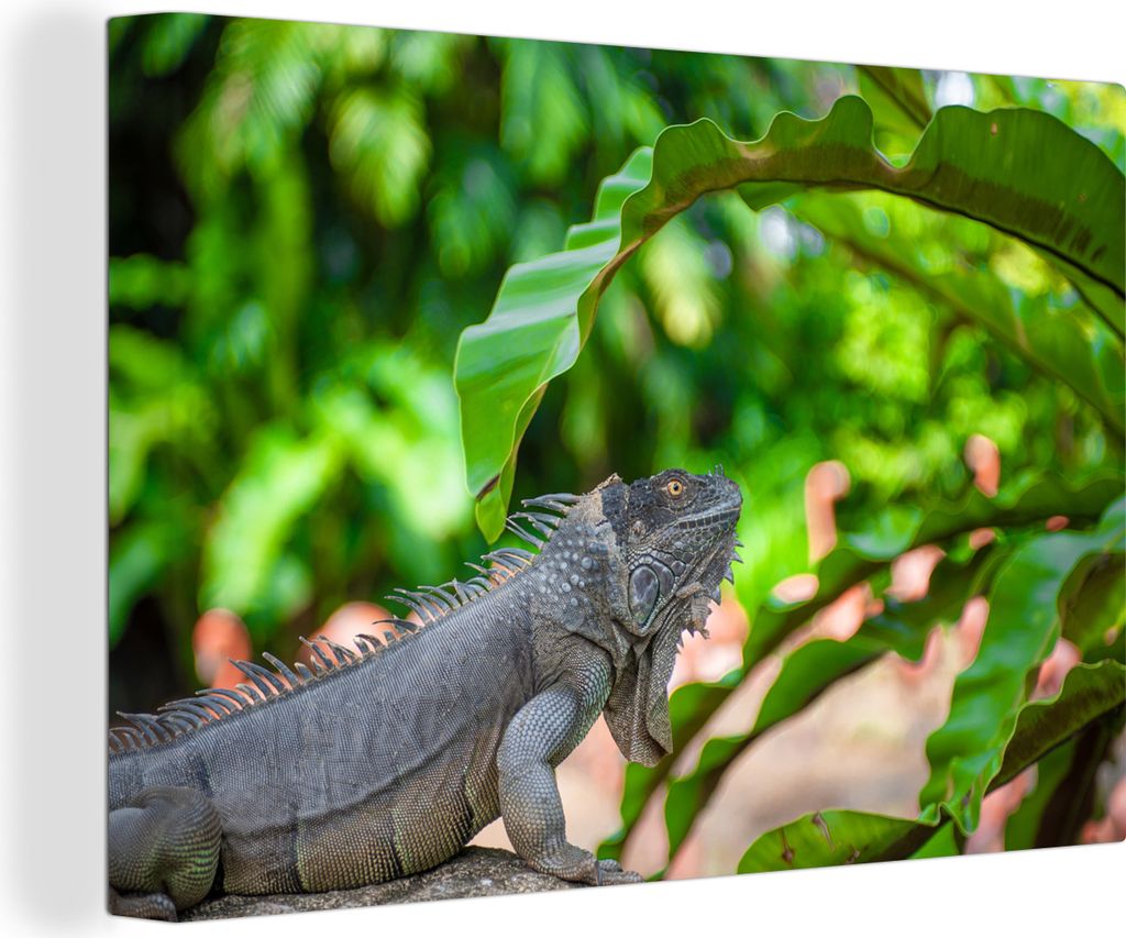 OneMillionCanvasses - Leinwandbilder - 140x90 cm, Ein großer grauer Leguan ruht unter einem großen grünen Blatt, Wandbilder Kunstdruck Wanddek...