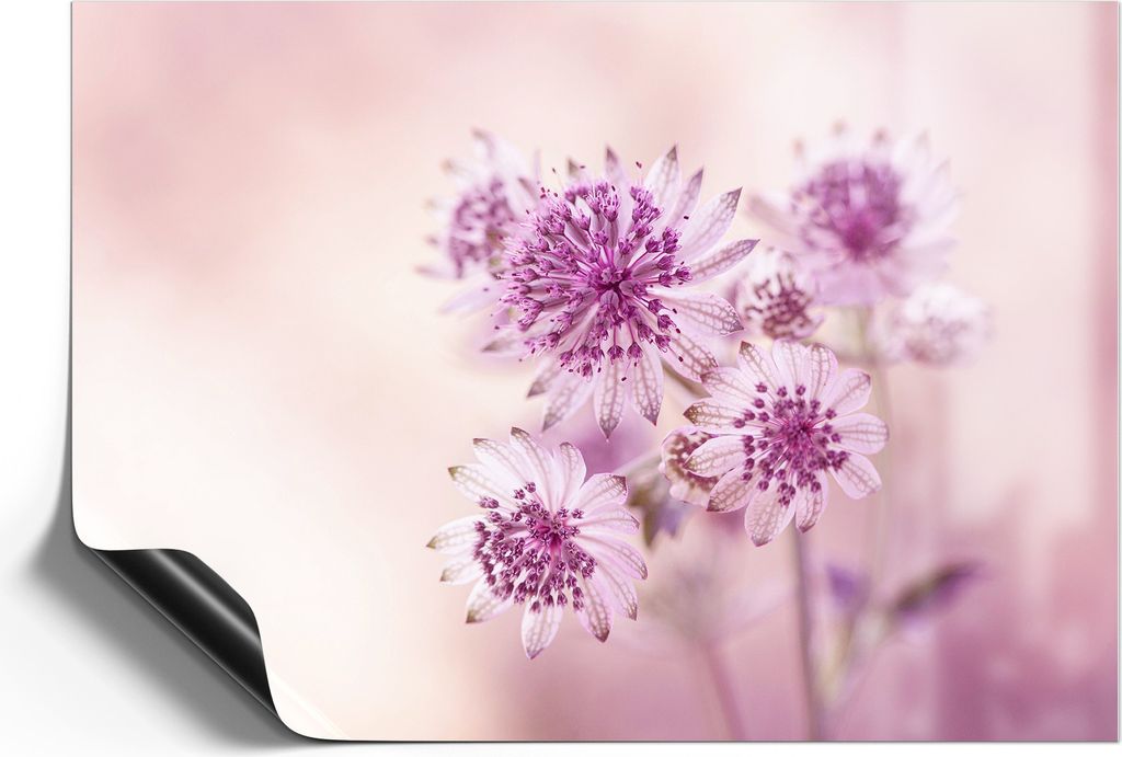 DEQORI Magnetmatte Universal 42x30 cm (A3) 'Lila Sterndolden' Magnetfolie Kalender Planer