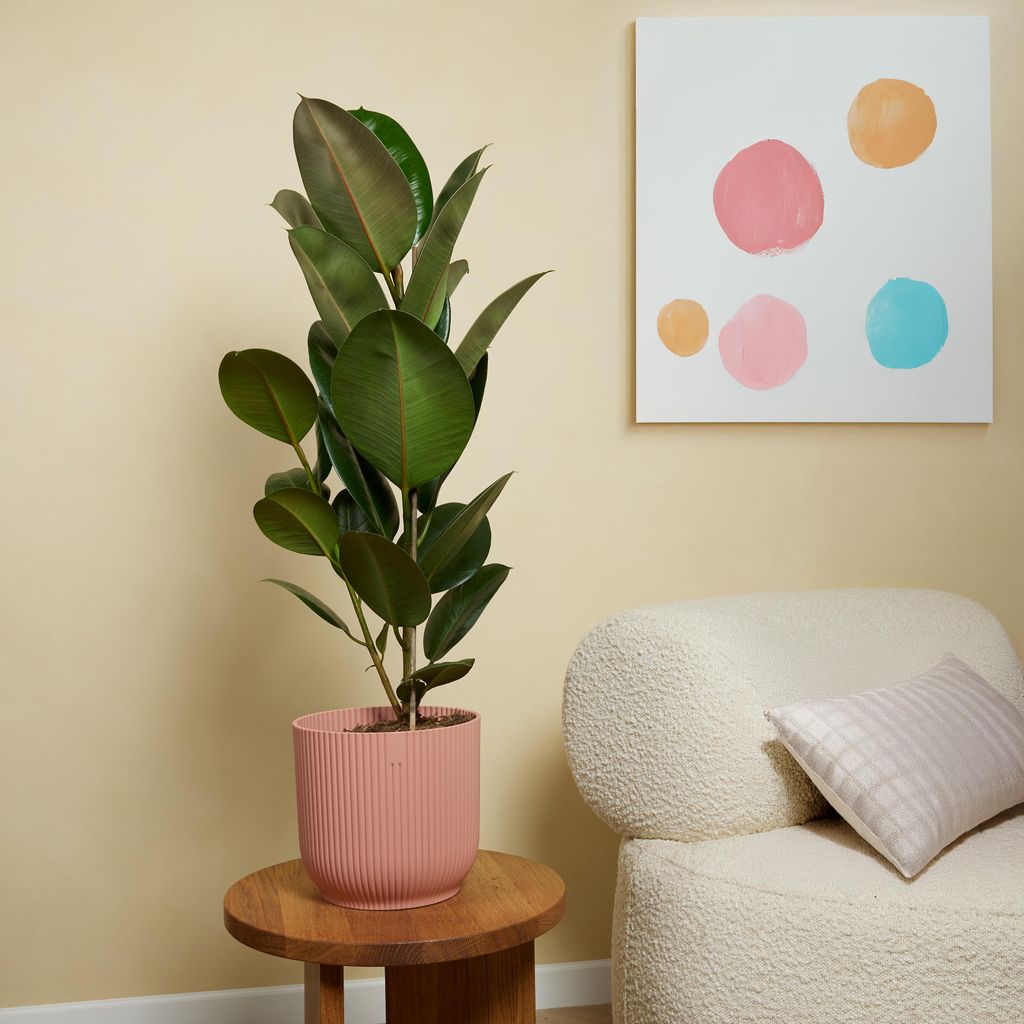 monstera mauna lani Monstera Laniata Mint – TerraFlora Global main image 0