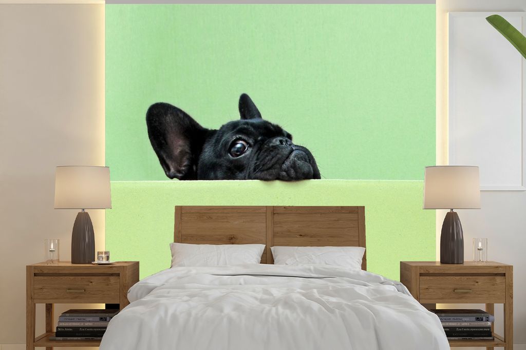 MuchoWow Fototapete für Wohnzimmer oder Schlafzimmer Wandtapete Vinyl Motivtapete Französische Bulldogge - Grün - Schwarz - 280x280 cm - Hinte...