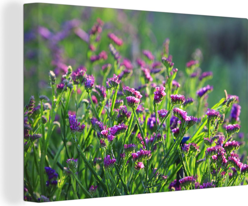 OneMillionCanvasses - Leinwandbilder - 140x90 cm, Die Statice-Pflanze in der Natur, Wandbilder Kunstdruck Wanddekoration - Foto auf Leinwand - Ge...