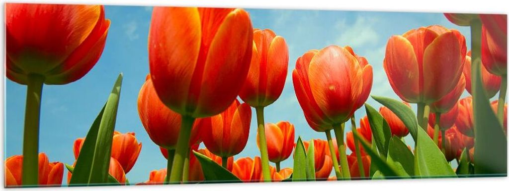 Bilder auf glas - Tulpe Blume blauer Himmel - 160x50cm - Glasbilder - Wandbilder - Kunstdruck - zum Aufhängen bereit - Wanddekoration aus Glas - G...