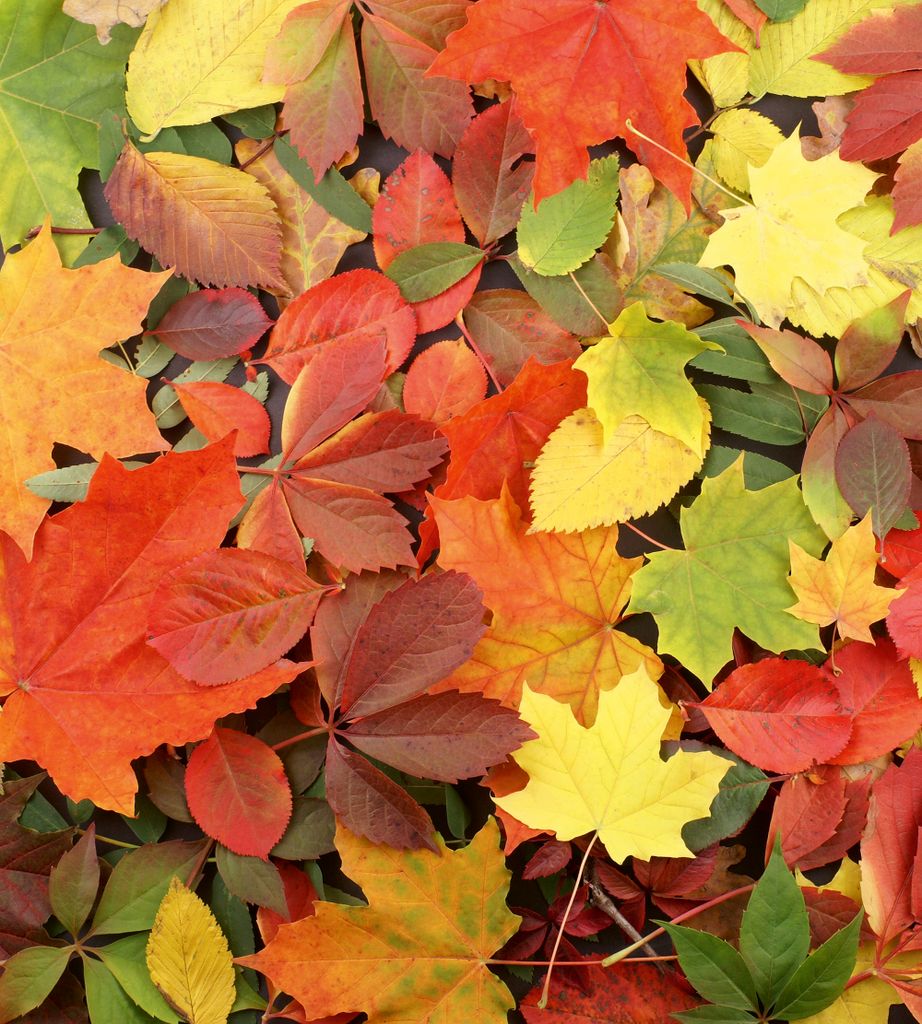 Fototapete - Colourful Leaves 225x250cm - Vliestapete