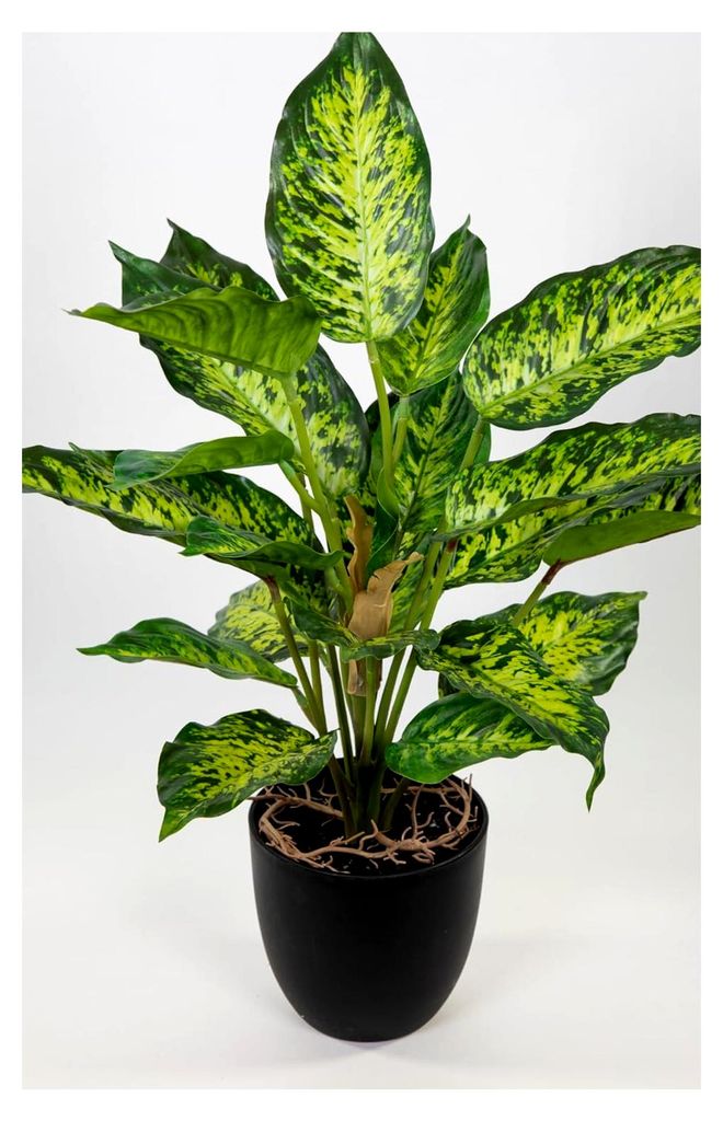 Kunstpflanze Dieffenbachia, 50cm hoch, ca. 28-30cm breit, grün-gelb, Real-Touch, Topf Ø 11,5cm H 10cm