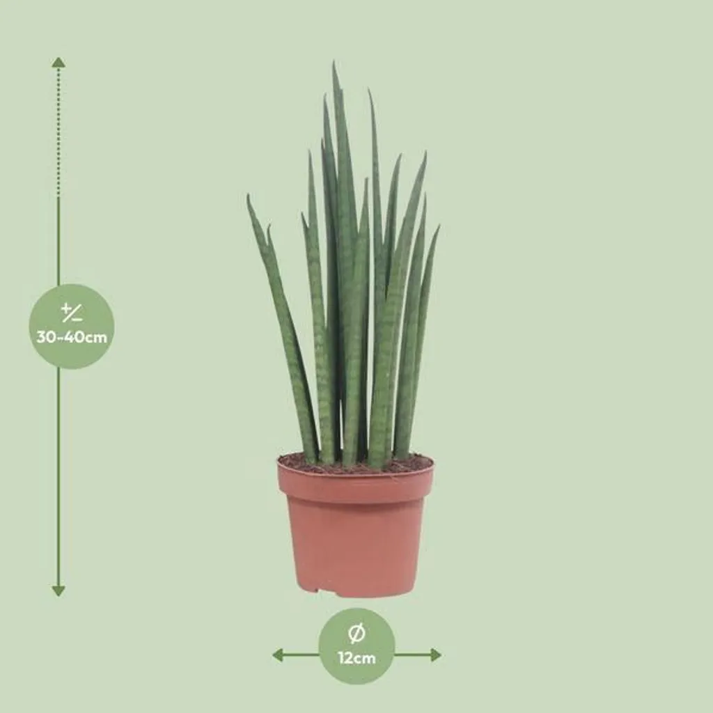 Sansevieria Mikado : La Plante Increvable pour ceux qui n'ont pas le temps