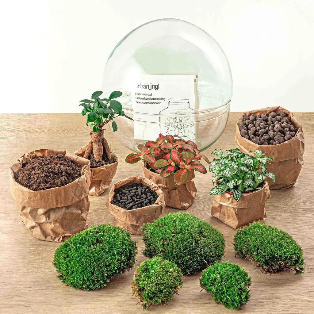 Jardin en bouteille sans entretien - Kit terrarium Ficus XL