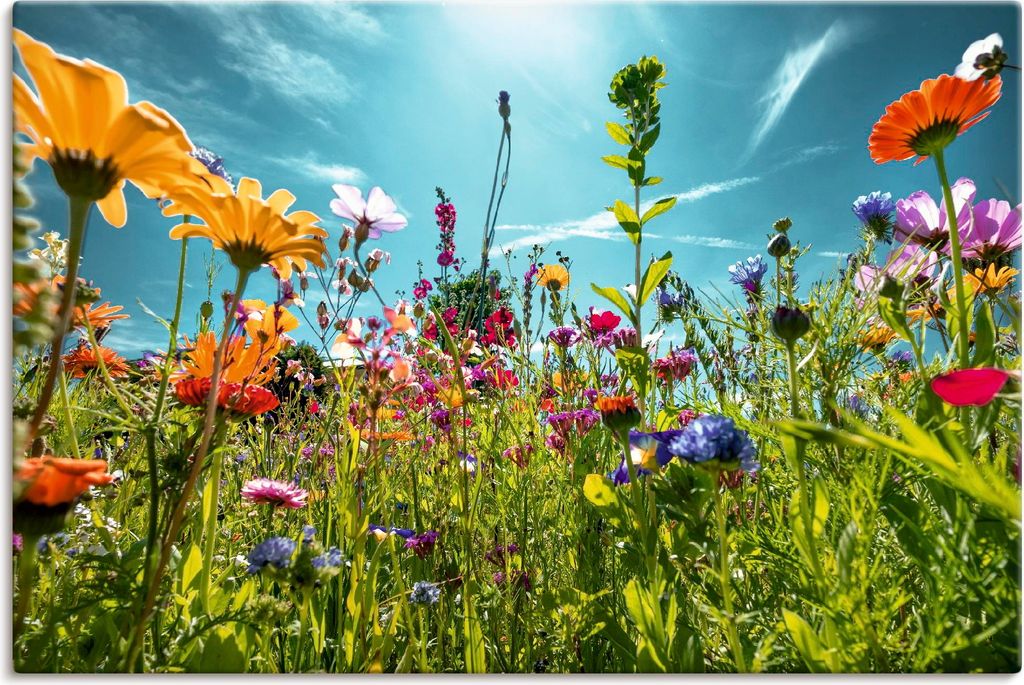 ARTland Leinwandbild Buntes Blumenfeld Größe: 60x40 cm
