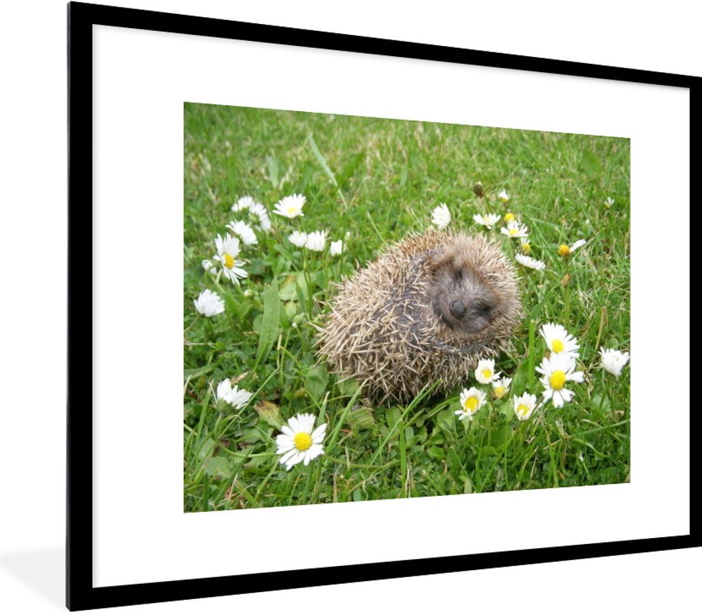 MuchoWow Gerahmtes Poster Schlafender Igel 80x60 cm - Poster mit Schwarzem Bilderrahmen Wandposter Rahmen Foto Bilder - Schlafzimmer-Dekorationen...