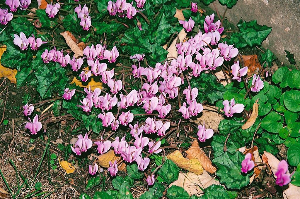 Cyclamen hederifolium 'Rosenteppich', Alpenveilchen, rosa, Produktbild 