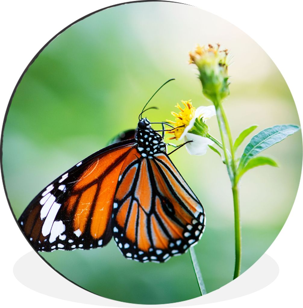 MuchoWow Aluminium Wandkreis Schmetterling - Blumen - Insekten Ø 90 cm Wanddeko Modern Wohnzimmer - Mauerkreis - Wandbilder - Runde Bild - Bild ...