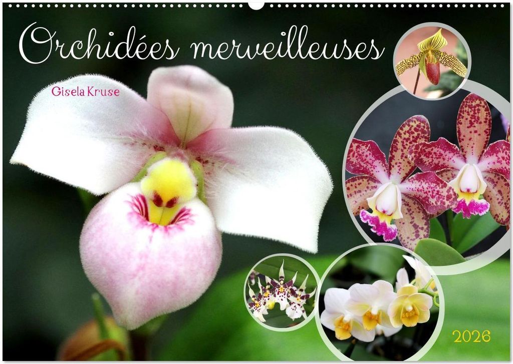 Orchidées merveilleuses (Calendrier mural 2026 DIN A2 vertical), CALVENDO calendrier mensuel