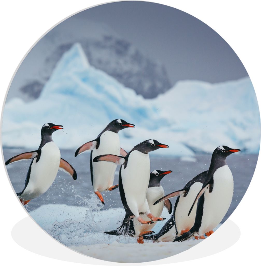 MuchoWow Rundes Wandbild - Runde Bilder Pinguine springen aus dem Wasser Ø 90 cm Kreis Wanddekoration Kunststoff - Wandkreis - Wandschmuck - Wan...