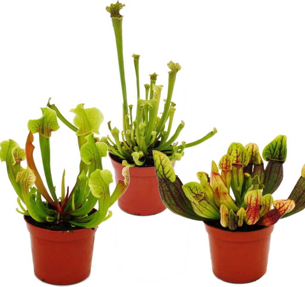 Trio di piante tubolari 3 diverse piante di Sarracenia in Immagine del prodotto 