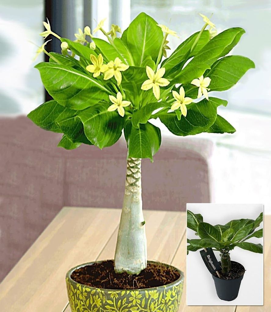 BALDUR Garten 2x Hawaii-Palme, Pflanzen im 12 cm-Topf, viele, kleine, gelbe Sternblüten, Zimmer- & Balkonpflanze für Ihr Zuhause, Palme im Miniat...