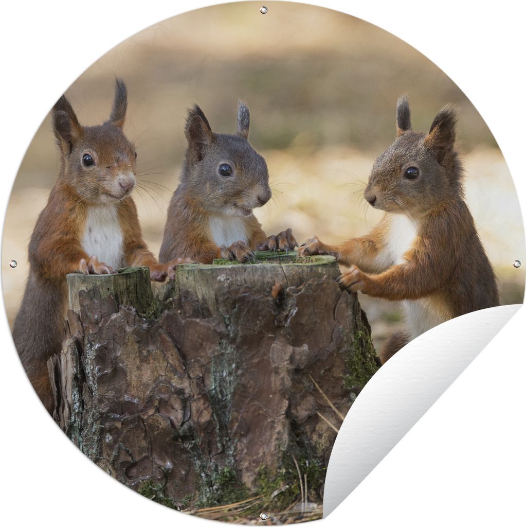 MuchoWow Gartenposter Outdoor-Poster Rund Drei Eichhörnchen um abgehackten Baum Ø 150 cm Gartendeko Rundes Poster draußen