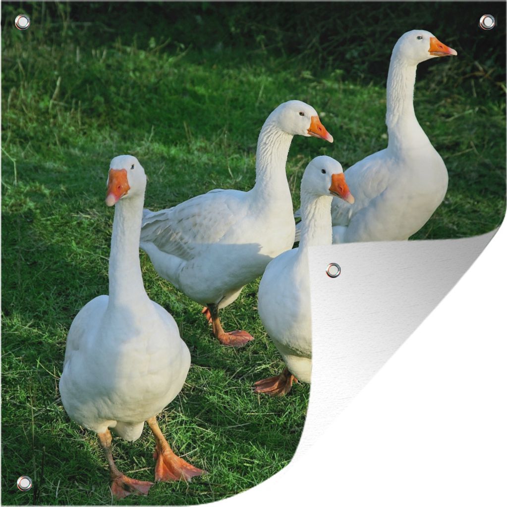MuchoWow 100x100 cm Outdoor-Poster Gartendeko Sichtschutz Garten Poster für den Garten Gans - Gras - Vogel