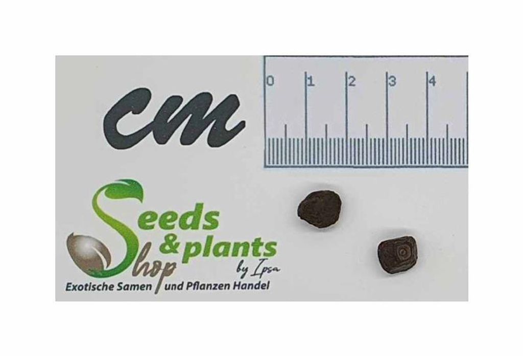 2x Ensete perrieri Madagaskar - Bananen Baum Pflanzen - Samen ID1690