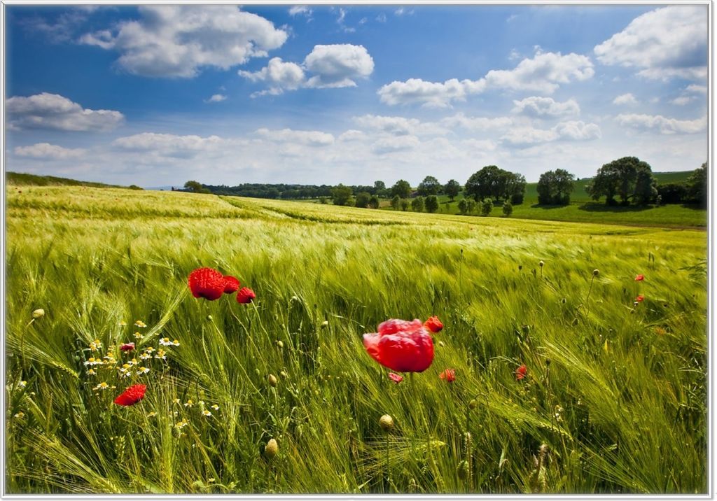 Wallario Wandbild Mohnblumenwiese auf grüner Wiese unter blauem Himmel, Größe: 70,30 x 100,30 cm, Poster mit weißem Kunststoffrahmen