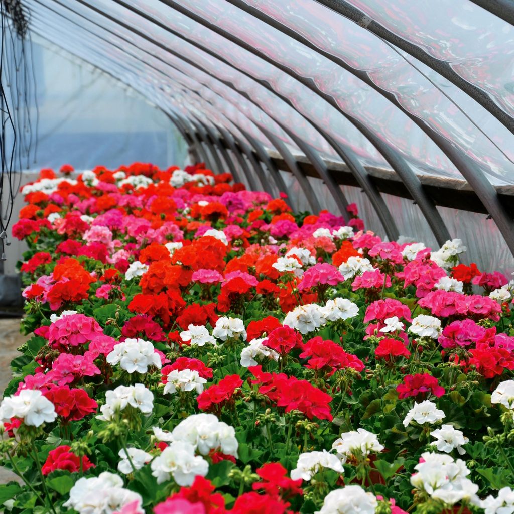 Hängegeranien Mischung Samen - Pelargonium peltatum - Produktbild 5