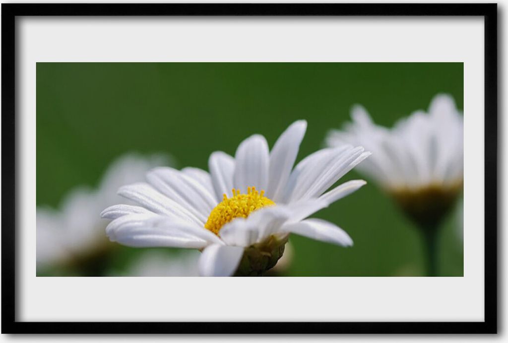 Bild 60x40 MDF-Rahmen Wandkunst Daisy auf Wand Produktbild 