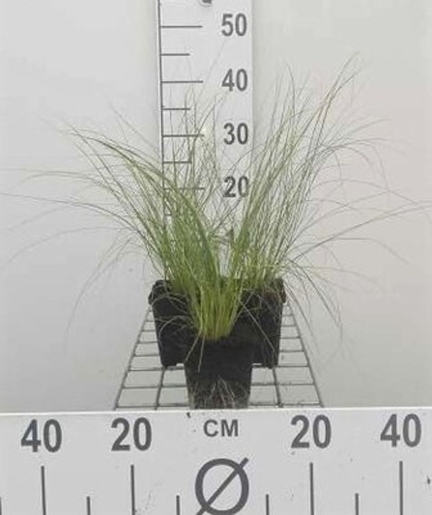 6 x Stipa tenuifolia ( ponytails) - Feines Federgras - Topf 9 x 9 cm