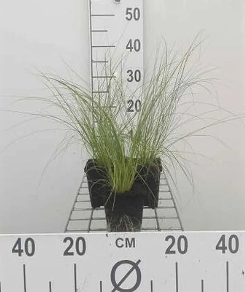 6 Stipa tenuifolia Ponytails en pot 9cm - Graminée Plume fine jardin