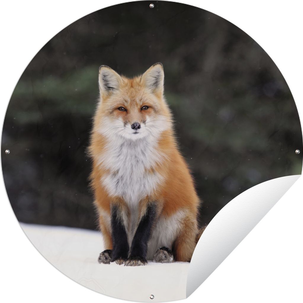 MuchoWow Gartenposter Outdoor-Poster Rund Fuchs - Schnee - Rot Ø 120 cm Gartendeko Rundes Poster draußen