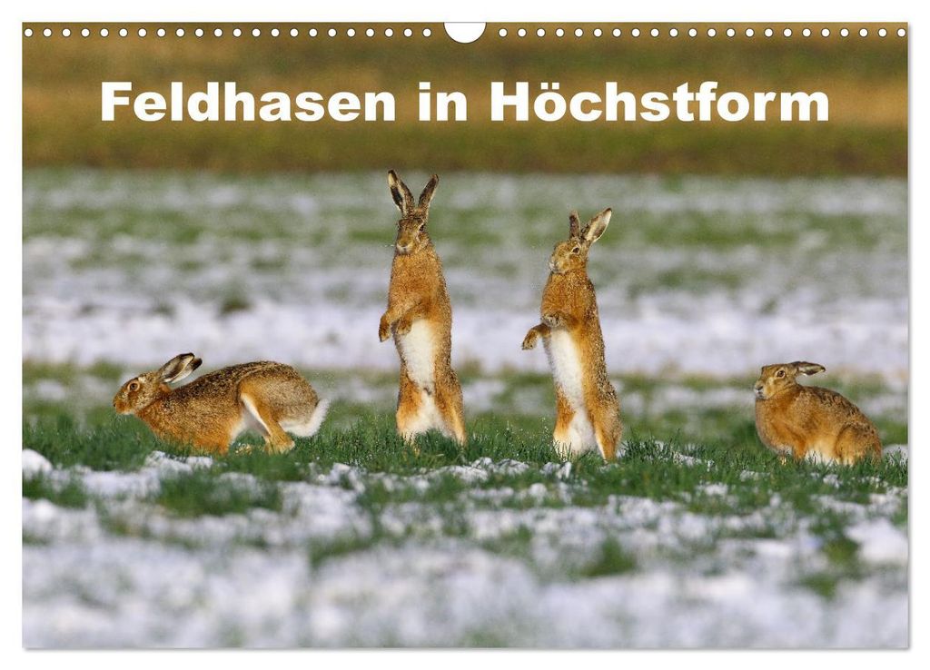 Feldhasen in Höchstform (Wandkalender 2027 DIN A3 quer), CALVENDO Monatskalender