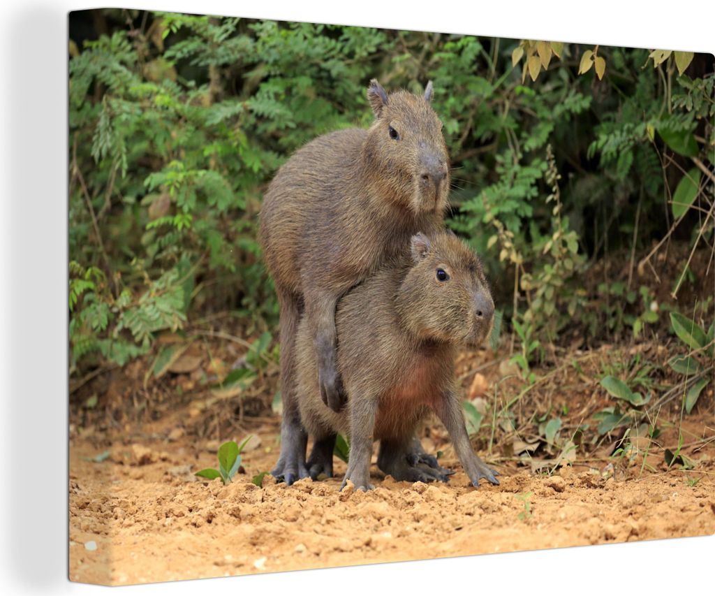 OneMillionCanvasses - Leinwandbilder - 140x90 cm, Zwei Capybara-Junge spielen miteinander, Wandbilder Kunstdruck Wanddekoration - Foto auf Leinwa...