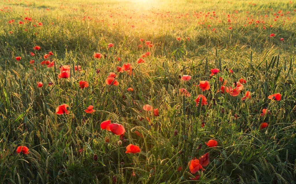 Sanders & Sanders Fototapete Mohnblumen Grün und Rot 450 x 280 cm